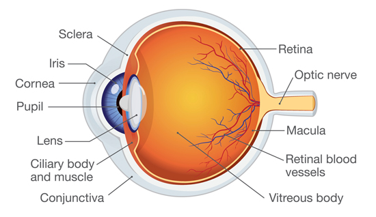 eye-floaters-what-causes-them-and-when-to-see-a-doctor-nebraska